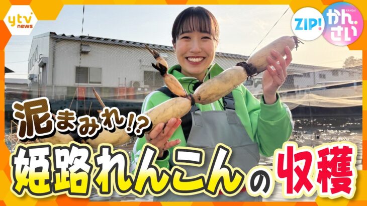 泥まみれ！？100年続く「姫路れんこん」の収穫＆現地で実食！【ZIP!かんさい】