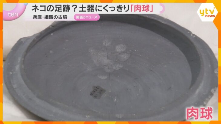 約1400年前の土器にくっきり残る肉球…国内最古のネコの足跡の可能性　土器乾かす横をウロウロ？