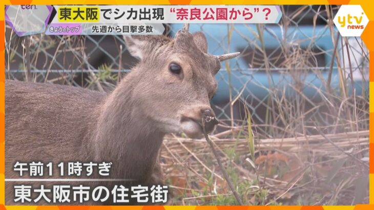 東大阪市の住宅街に迷いシカ出没　奈良公園から19キロ越境か？地元ネコも興味津々　市は注意喚起