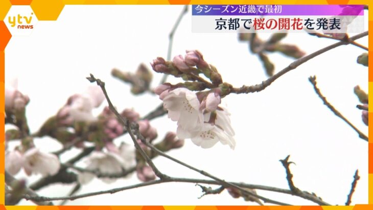 【近畿で最初】京都で桜の開花宣言　平年より3日早く、二条城の標本木で5輪確認　満開は4月1日予想