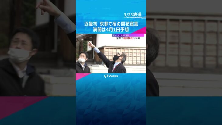 【近畿で最初】京都で桜の開花宣言　平年より3日早く、二条城の標本木で5輪確認　満開は4月1日予想　#shorts　#読売テレビニュース