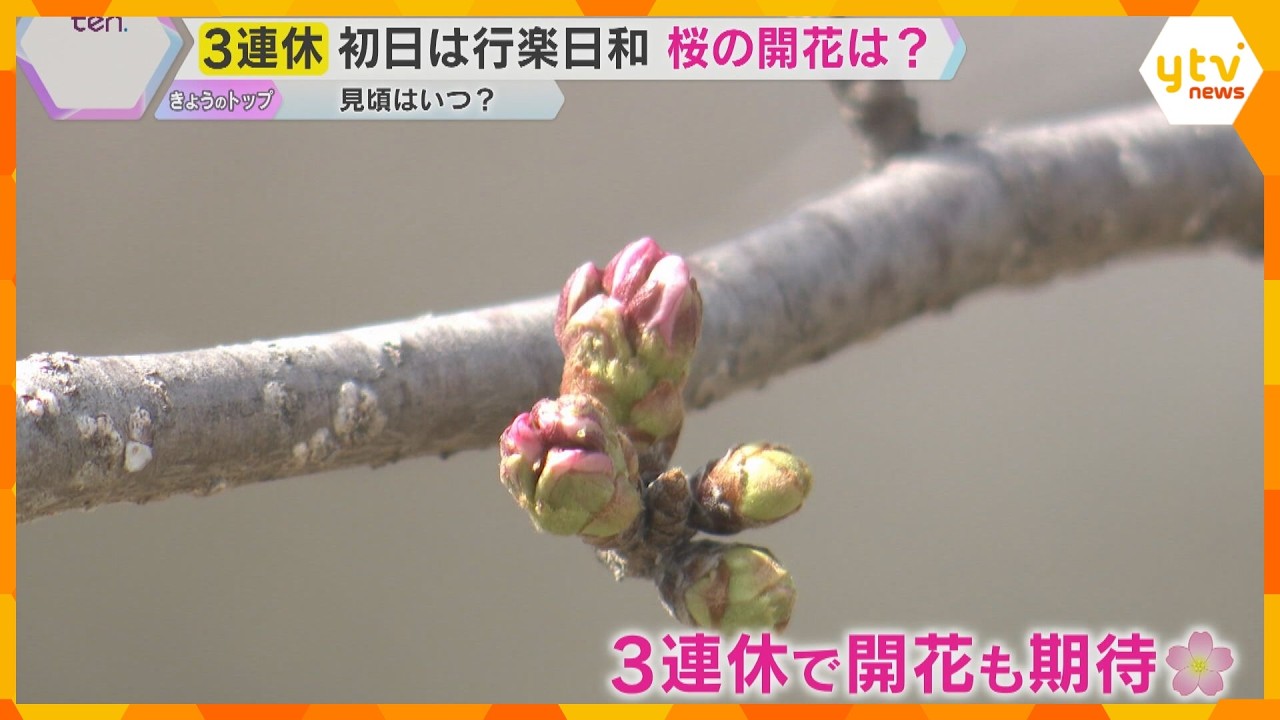 【3連休】関西各地は絶好のお出かけ日和も桜はまだつぼみ　去り行く冬を惜しむイベント、春本番を告げる桜の開花状況は？