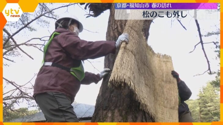 5日は『啓蟄』京都・福知山の公園で松の「こも外し」　害虫を駆除する伝統的な手法　春告げる風物詩　