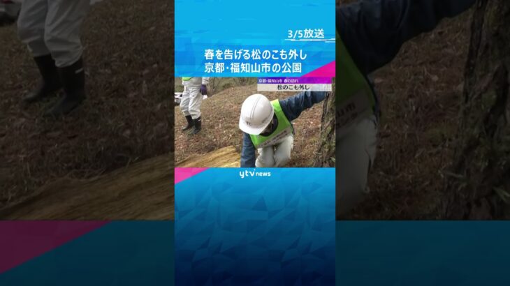 5日は『啓蟄』京都・福知山の公園で松の「こも外し」　害虫を駆除する伝統的な手法　春告げる風物詩