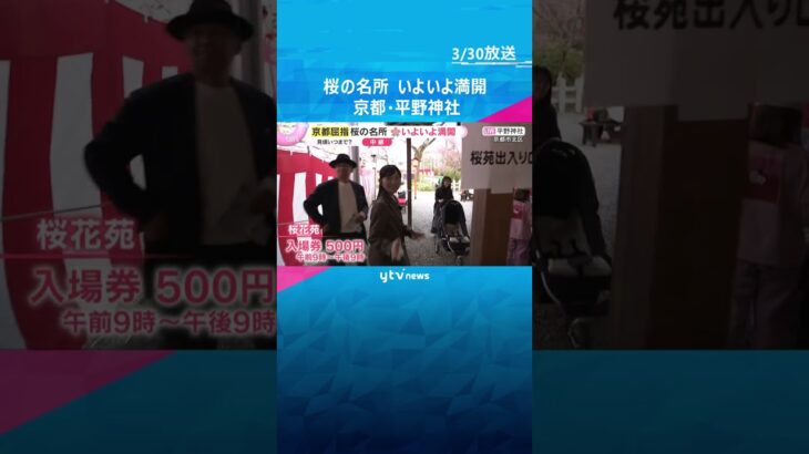 京都屈指の桜名所「平野神社」いよいよ満開　約60種400本　有料エリアは夜にライトアップも　#shorts　#読売テレビニュース