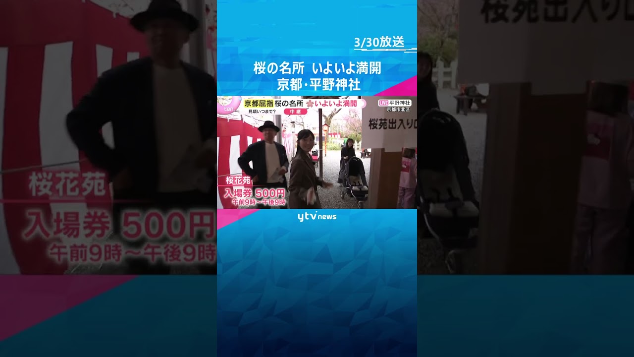 京都屈指の桜名所「平野神社」いよいよ満開　約60種400本　有料エリアは夜にライトアップも　#shorts　#読売テレビニュース