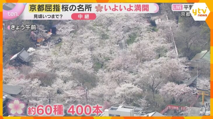 京都屈指の桜名所「平野神社」いよいよ満開　約60種400本　有料エリアは夜にライトアップも