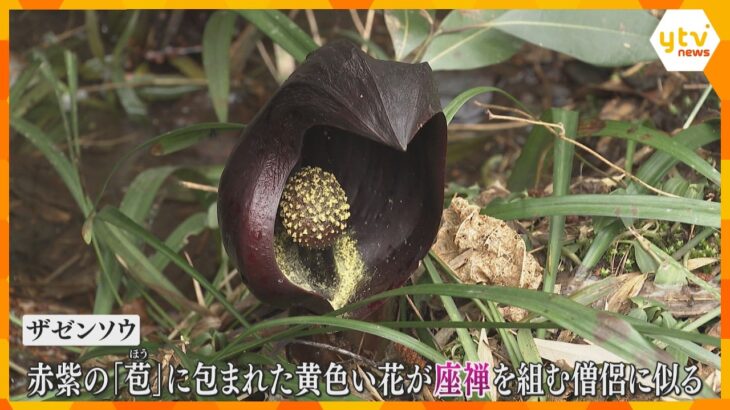 春を告げる「ザゼンソウ」見頃　滋賀・高島