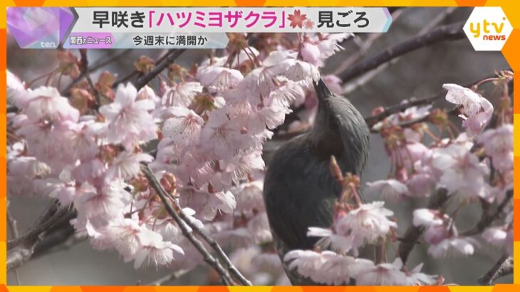 「きれいでかわいくて感動」「今シーズン初めて」早咲きの桜見ごろ、今週末に満開　滋賀・大津市