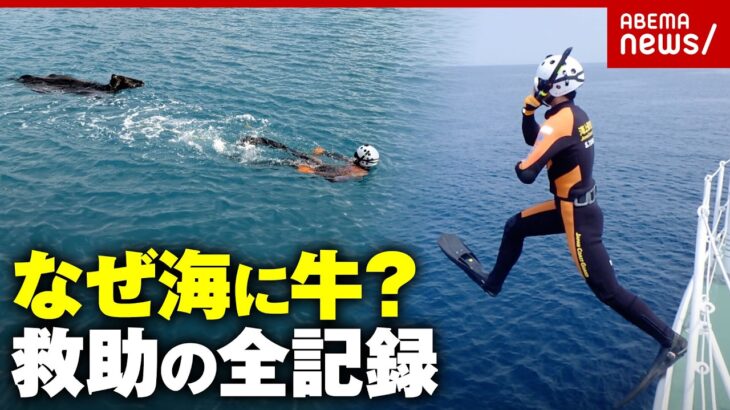 【海保潜水士が証言】宮古島の海に牛「命に大小は無い」パニックで暴れる恐れも…救出作戦全記録｜ABEMA的ニュースショー