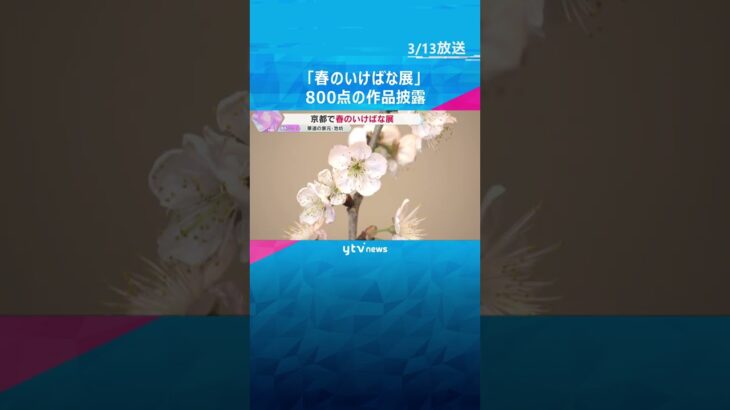 華道の家元・池坊「春のいけばな展」　全国で活動する華道家の生け花など800点展示　3月16日まで#shorts #読売テレビニュース