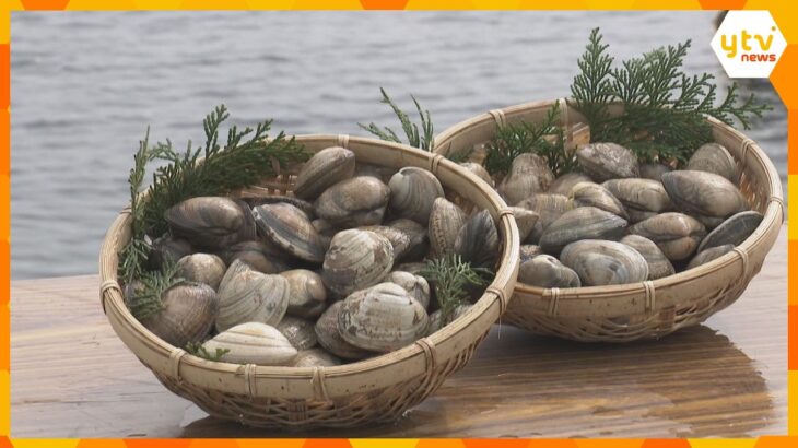 姫路市沖の播磨灘で特大アサリ「さりひめ」水揚げ最盛期　海中につるす新たな養殖手法で1.5倍に成長