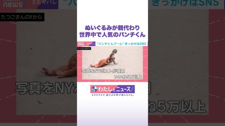 ぬいぐるみが親代わり 世界中で人気のパンチくん #わたしとニュース #Shorts