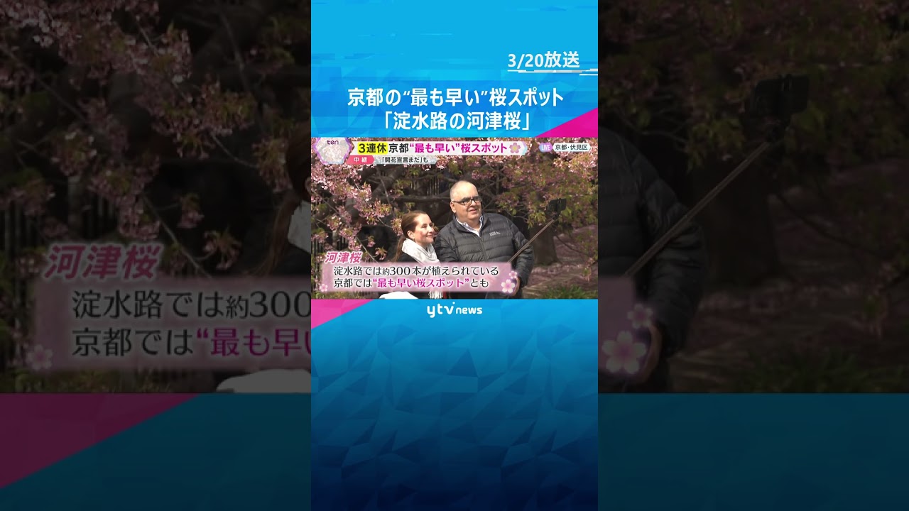 京都・伏見の“最も早い”桜スポット『淀水路の河津桜』約300本が見ごろ　あす「桜まつり」開催予定　＃shorts #読売テレビニュース　