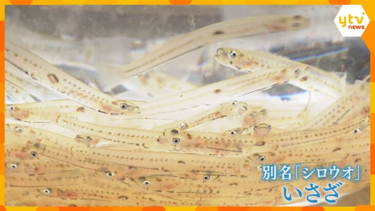 日本海に春を告げる「いさざ漁」　張り網をして籠に追い込む“落とし網漁”が風物詩　京都・舞鶴市