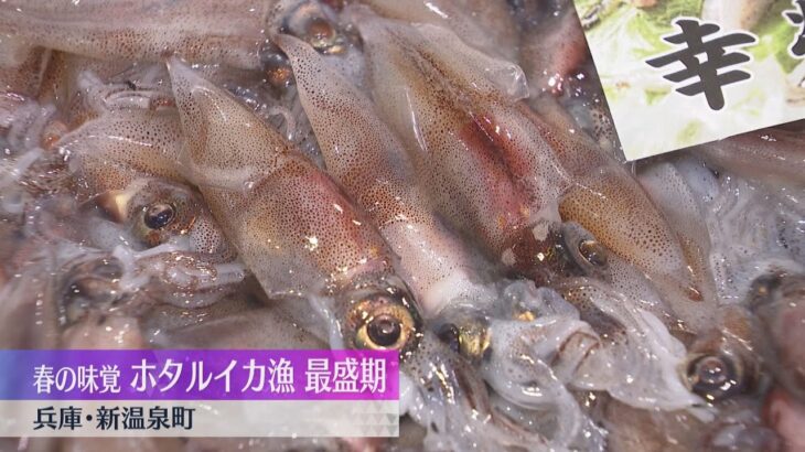 ホタルイカ漁が最盛期　兵庫・浜坂漁港