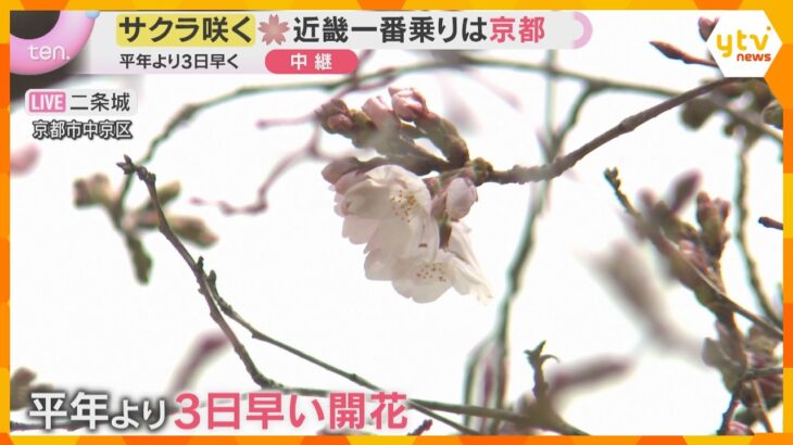 「なんでも一番はいい」京都で桜の開花発表　平年より3日早く近畿で一番乗り　満開は4月1日ごろ