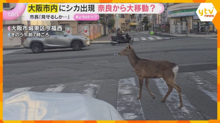 「まさかシカがいるなんて」大阪市内各地にシカ出没、市職員とにらみ合いも「見守るしかできない」