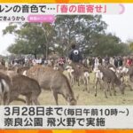 「よく聞こえているなと」「びっくり」ベートーベンの音色で約130頭が一斉に…奈良公園で春の鹿寄せ