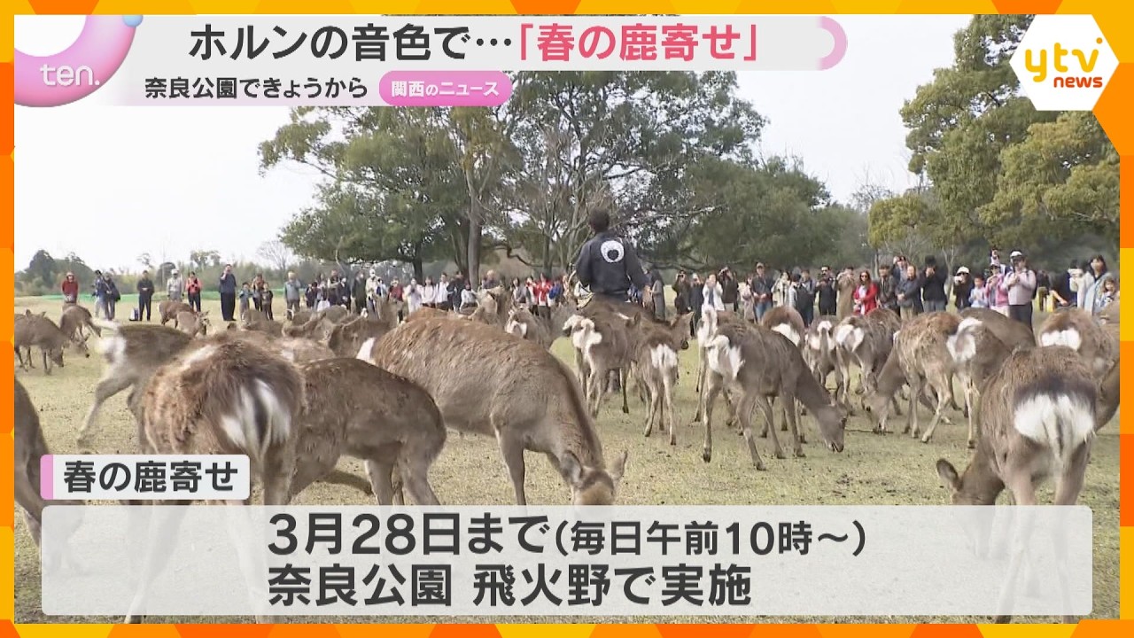 「よく聞こえているなと」「びっくり」ベートーベンの音色で約130頭が一斉に…奈良公園で春の鹿寄せ