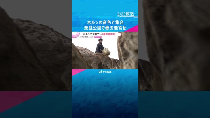 「よく聞こえているなと」「びっくり」ベートーベンの音色で約130頭が一斉に…奈良公園で春の鹿寄せ　#shorts　#読売テレビニュース