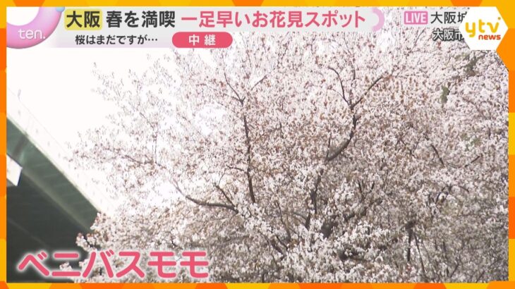 奈良と和歌山で桜の開花発表　大阪城公園ですでに「ベニバスモモ」が満開　一足早いお花見スポット