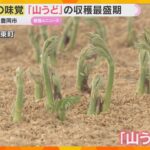 春の食卓を彩る「山うど」収穫最盛期　昨年の猛暑の影響でやや小ぶりも質は上々　兵庫・豊岡市
