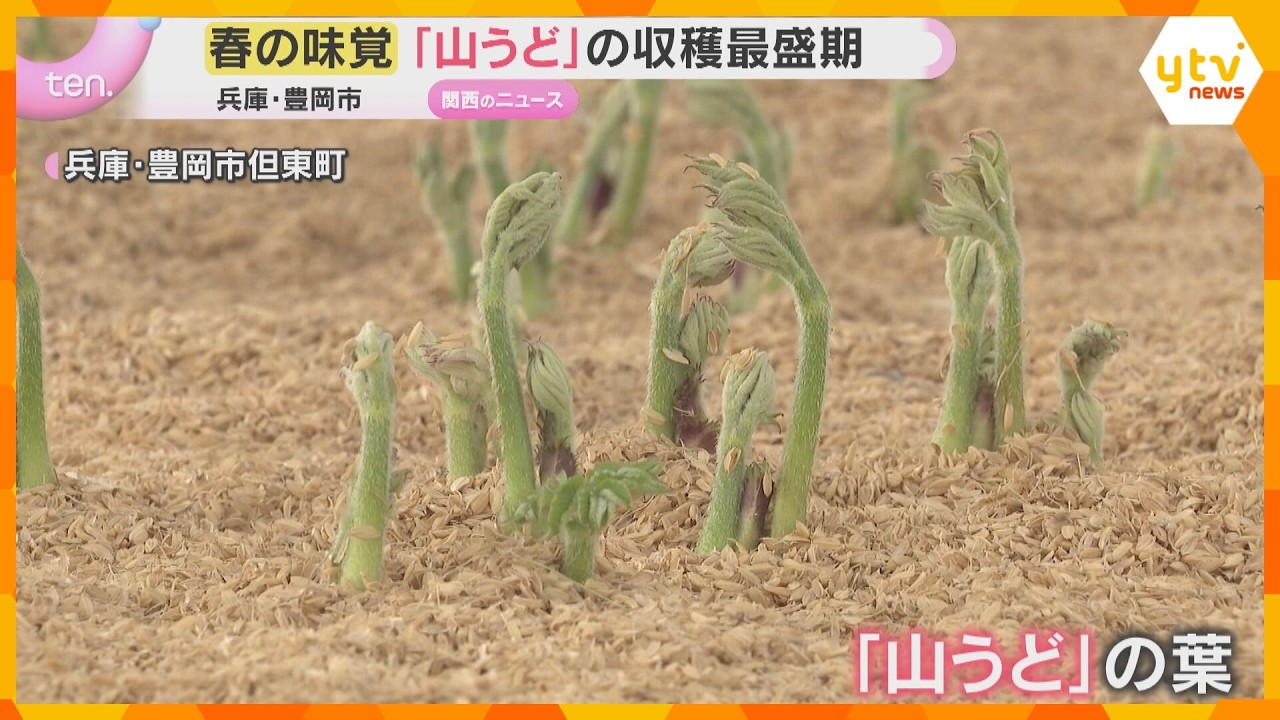 春の食卓を彩る「山うど」収穫最盛期　昨年の猛暑の影響でやや小ぶりも質は上々　兵庫・豊岡市