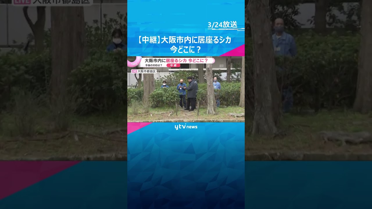 【中継】奈良から来た？大阪市内に居座るシカ　今どこに？受け入れ先など今後の対応は？　 #shorts　#読売テレビニュース