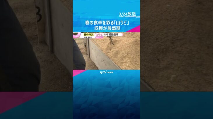 春の食卓を彩る「山うど」の収穫最盛期　昨年の猛暑の影響でやや小ぶりも質は上々　兵庫・豊岡市  #shorts　#読売テレビニュース