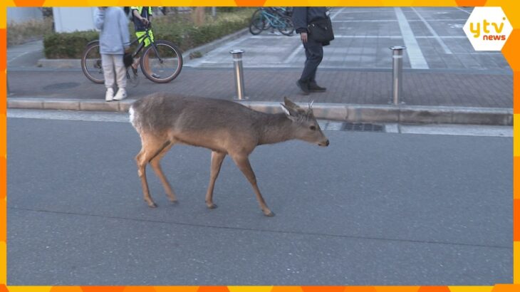 大阪の街中に現れた「シカ」は住宅街に居座り続け…梅田の「パイプ」はようやく切断　交通規制も解除へ