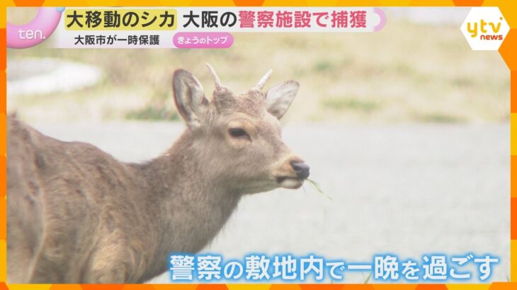大移動のシカ　大阪の警察施設でようやく捕獲　カメラが捉えた一部始終　大阪市が一時保護も今後は？
