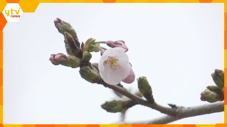 「行かないと春が始まらない」「場所取りが地獄」「桜見てない」花見に行く？行かない？街の人に調査