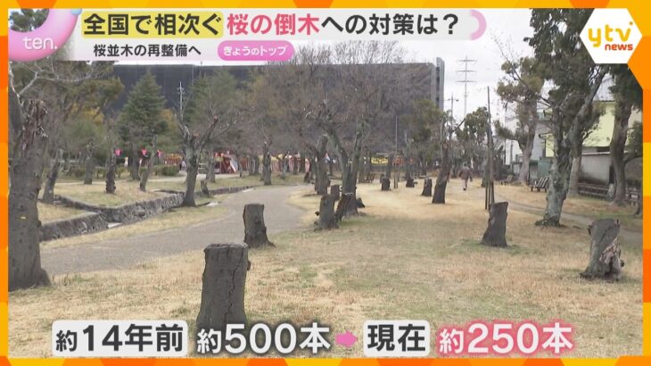 「姿を取り戻せたら…」桜の老木化が進み、倒木が相次ぐ　大規模伐採や再整備に踏み切る自治体も　
