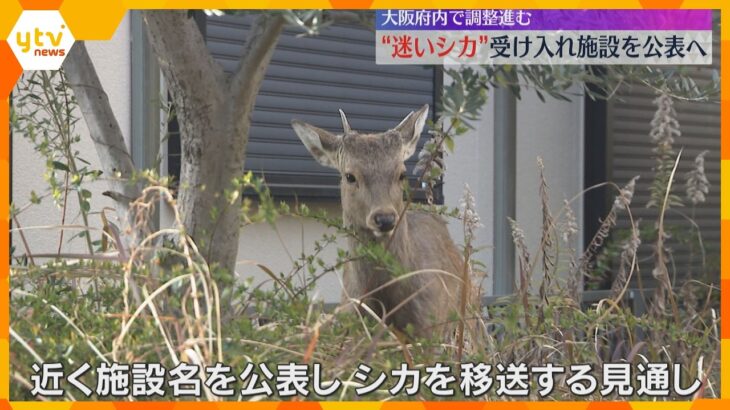 “迷いシカ”大阪府内の受け入れ施設を公表し移送へ　名前は吉村知事提案の「シカやん」が過半数