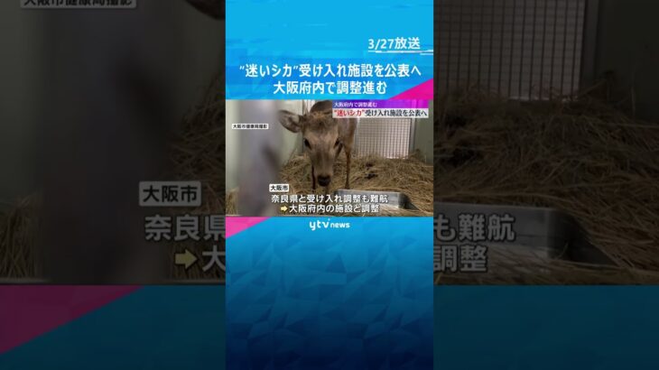“迷いシカ”大阪府内の受け入れ施設を公表し移送へ　名前は吉村知事提案の「シカやん」が過半数　#shorts　#読売テレビニュース