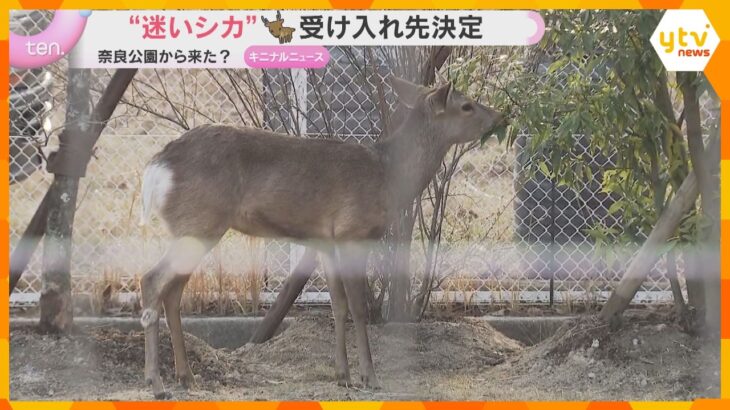 “迷いシカ”受け入れ先は「能勢温泉」 過去にも迷いシカ世話　名前は吉村知事提案「シカやん」が好評「快くその名前で飼わせていただこうかな」
