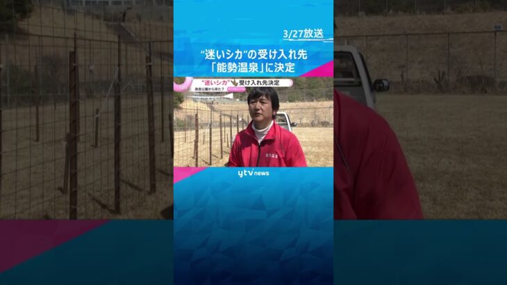 “迷いシカ”受け入れ先は「能勢温泉」 過去にも迷いシカ世話　名前は吉村知事提案「シカやん」が好評「快くその名前で飼わせていただこうかな」　#shorts　#読売テレビニュース