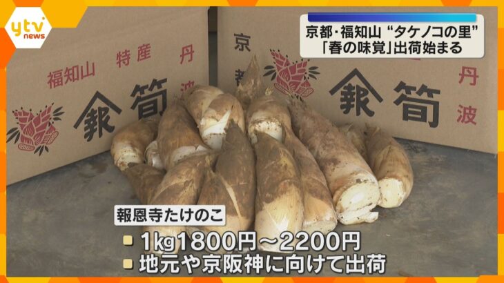 軟らかくえぐみが少ない「報恩寺タケノコ」の出荷始まる　今年は不作のウラ年も質は上々