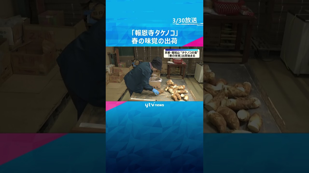 軟らかくえぐみが少ない「報恩寺タケノコ」の出荷始まる　今年は不作のウラ年も質は上々　#shorts　#読売テレビニュース