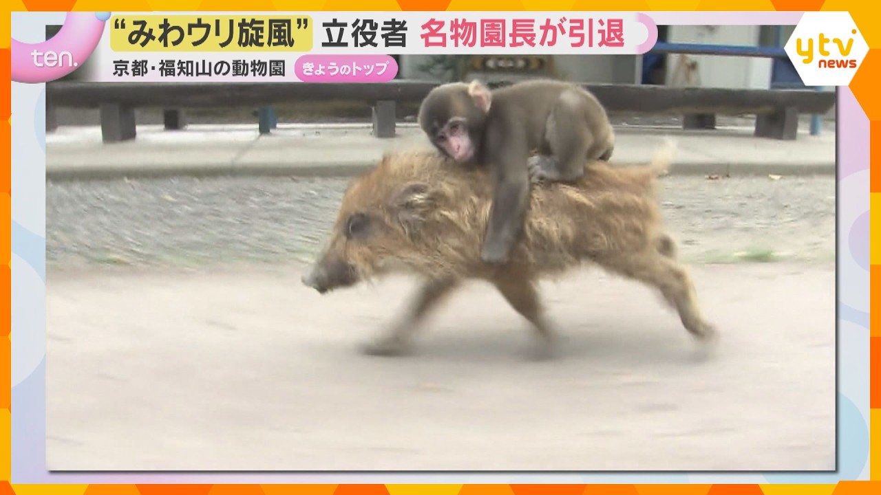イノシシにまたがり散歩するサルで一世を風靡「みわウリ旋風」立役者　名物園長が引退　あの2匹は今？　京都・福知山市
