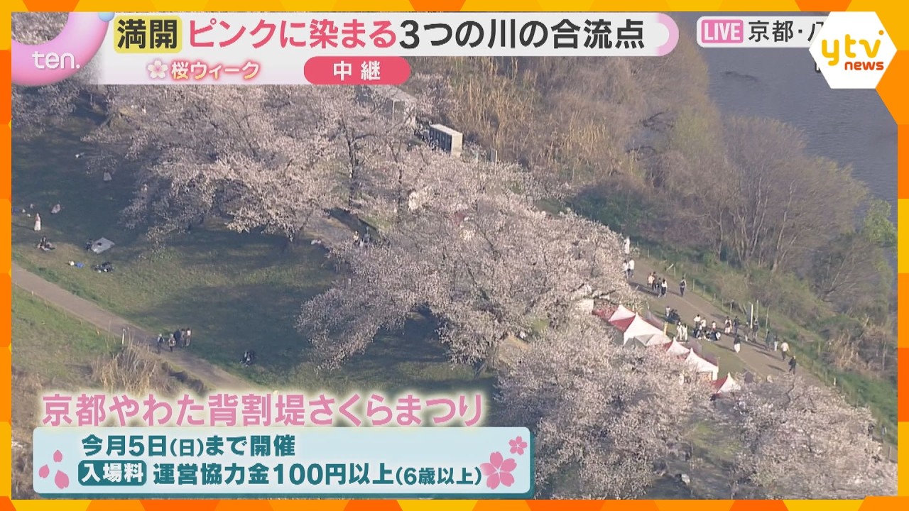 【空から花見①】川に挟まれた全長1.4キロの桜並木『背割提』風情ある花見クルーズも　京都・八幡市