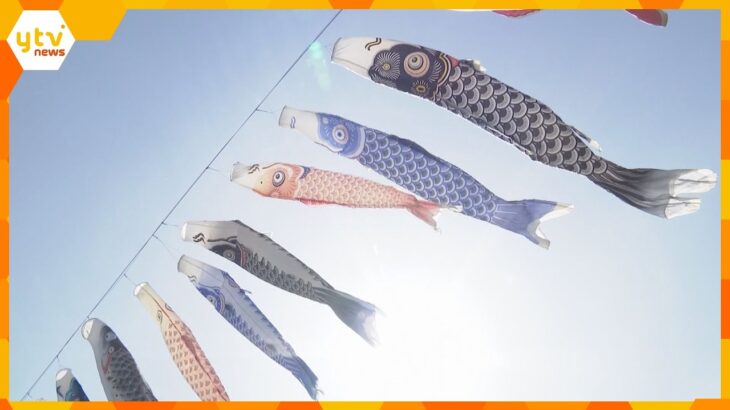 100匹ほどが青空に　こいのぼりの「丹生川渡し」子どもたちの成長願い今年で41回目　和歌山