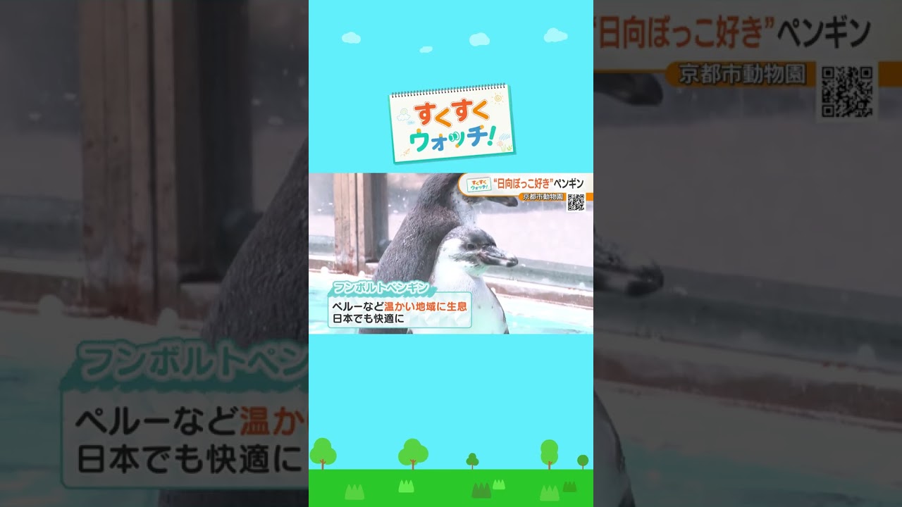大人の階段上る～♪12月生まれのフンボルトペンギン京都市動物園#shorts #読売テレビニュース #じゅーっと #すくすくウォッチ