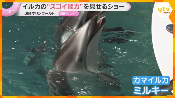 イルカの“スゴイ能力”見せるショー　2歳の子どもが大人を見て動きのマネ　兵庫・城崎マリンワールド