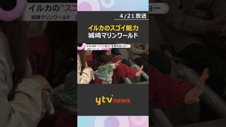 イルカの“スゴイ能力”見せるショー　2歳の子どもが大人を見て動きのマネ　兵庫・城崎マリンワールド　#shorts　#読売テレビニュース