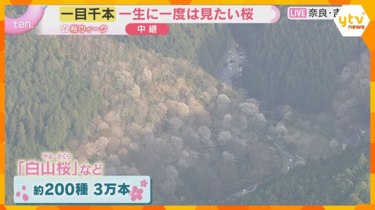 【空から花見③】“一目千本”ならぬ“一目3万本”　一生に一度は見たい日本古来の桜　奈良・吉野山