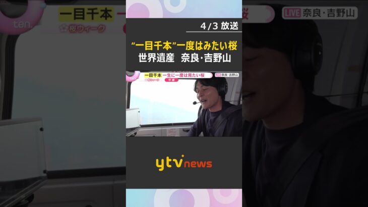 【空から花見③】“一目千本”ならぬ“一目3万本”　一生に一度は見たい日本古来の桜　奈良・吉野山　#shorts　#読売テレビニュース