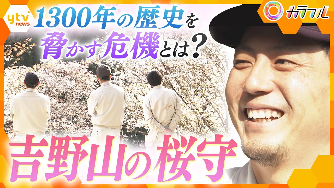 3万本の絶景　迫る危機と戦う吉野山の桜守【かんさい情報ネット ten.特集/カラフル】