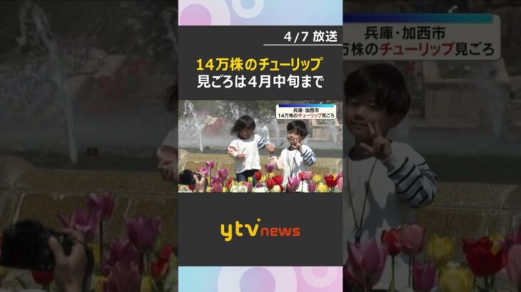 300品種14万株のチューリップ見ごろ　赤・黄色・ピンクなど色とりどり　兵庫県立フラワーセンター #shorts　#読売テレビニュース